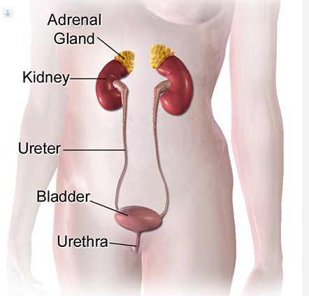 Female Urology